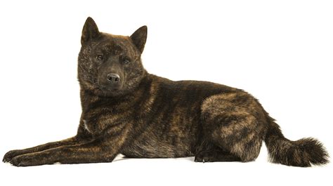 30 Brindle Dog Breeds Best Dogs With Brindle Coats Marvelous Dogs