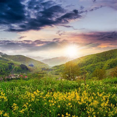 Flowers On Hillside Meadow In Mountain At Sunset Stock Photo Image Of