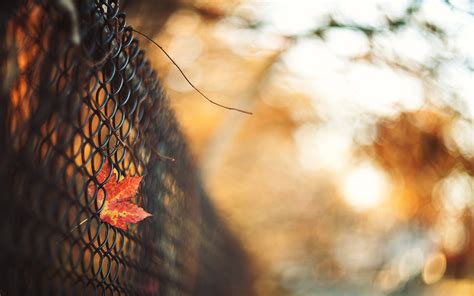 Wallpaper Sunlight Fall Leaves Branch Fence Autumn Leaf Flower