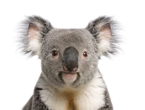 Koala Bear Close Up Againts White Background Stock Photo Image Of