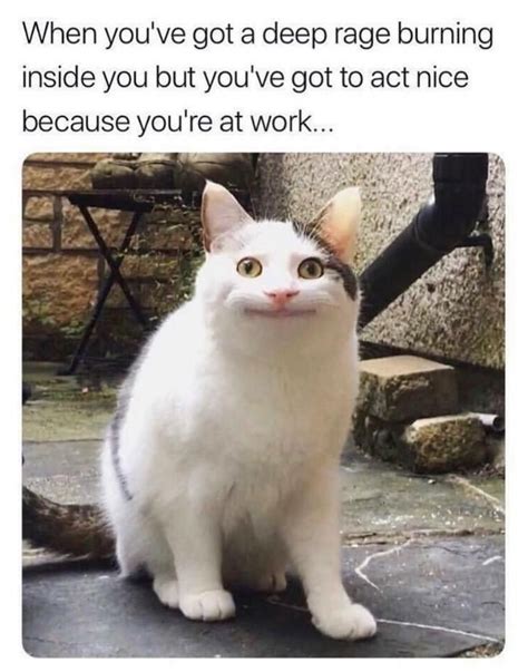 30 Workplace Memes To Distract From The Work Itself Funny Cat Memes