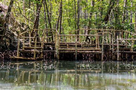 Roots Of Mangrove Forests In The Rainforest Island Of Palawan
