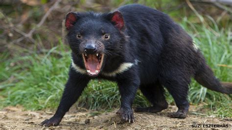 Wild Tasmanian Devils Born On Mainland Australia For 1st Time In 3000