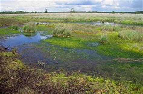 Site of community importance (habitats directive). Quermania - Fröslev-Jardelunder Moor (Frøslev Mose ...