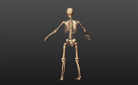 Skeleton Low Poly