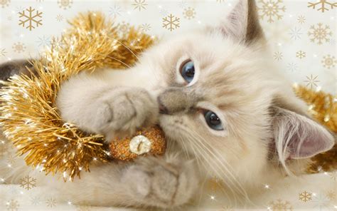 Christmas Kitten Cats Wallpaper 36711894 Fanpop