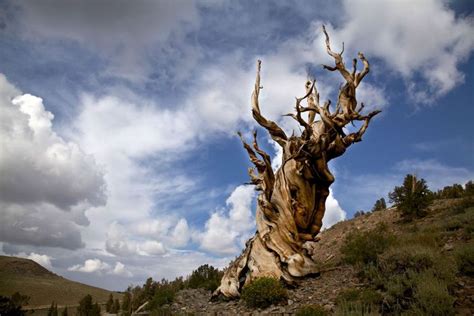 The Most Incredible Trees To See In The United States In 2020 Famous