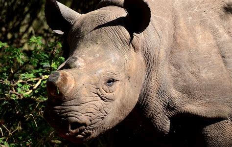 Rhino Horn Dehorning Rhino Horn Facts