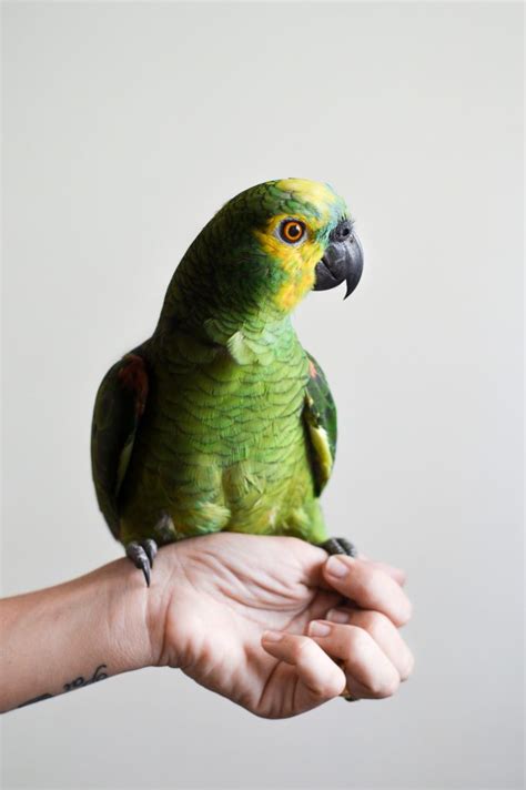 Teach Cool Tricks To Your Lovely Pet Birds At Home