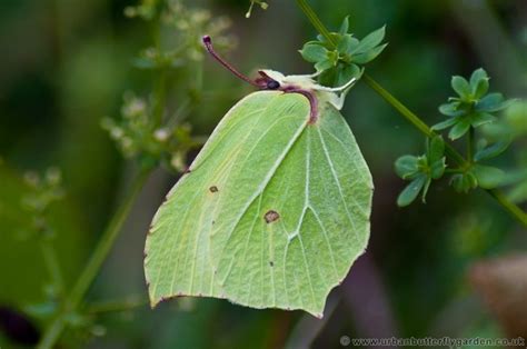 Brimstone Butterfly Gonepteryx Rhamni Urban Butterfly Garden