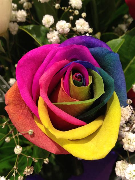 Love This Rainbow 🌈 Rose 🌹 Rainbow Roses Pretty Flowers Ordinary