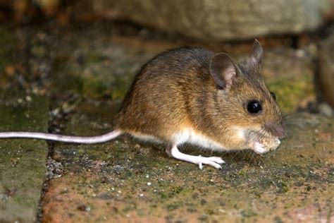 Mice The Pest Doctor Pest Control Southampton Call 07502 002042