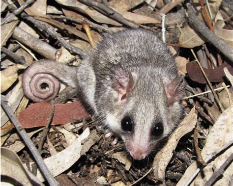 Fauna Feature Eastern Pygmy Possum Hunter Region Landcare Network