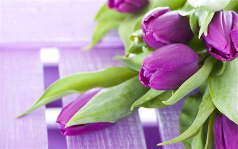 Purple Tulip Hd Wallpaper 2880x1800 31515