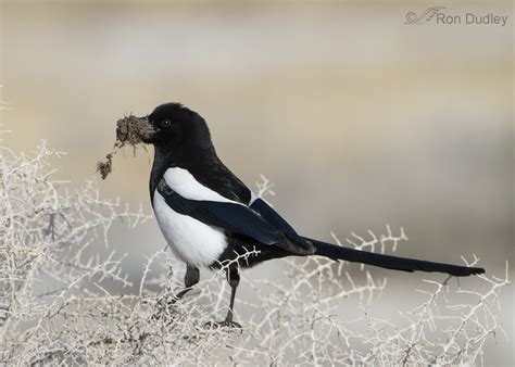 Structural Colors In Birds Black Billed Magpie Feathered Photography