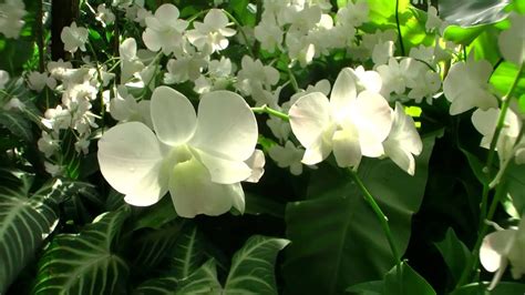 Check spelling or type a new query. Singapore Botanic Garden and Orchid Garden / Botanischer ...