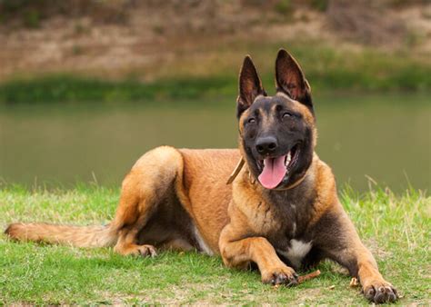 All You Need To Discover About Top 18 Herding Dog Breeds