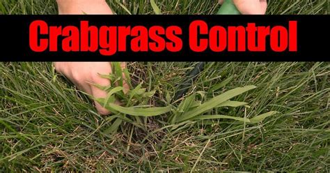 Crabgrass Control The Dry Way
