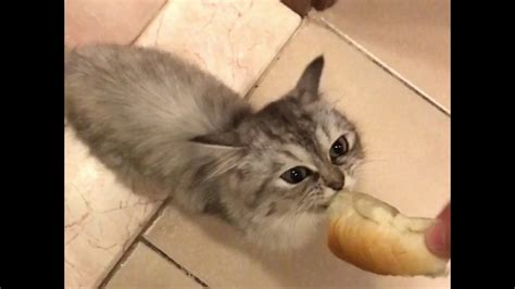 My Cat Eating Bread Youtube