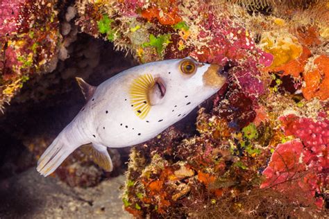 Ocean Visits Underwater Photography Fiji Images Black Spotter