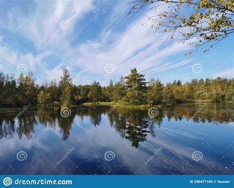 The Surface Of A Forest Lake In Which Trees With Yellow Leaves And The