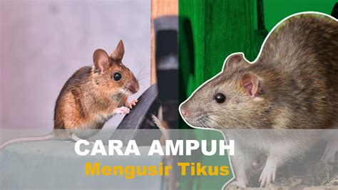 Cara Ampuh Mengusir Tikus Di Dalam Rumah Endemik