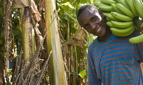 Fairtrade Leads Way To Living Wages For Banana Workers Banana Link