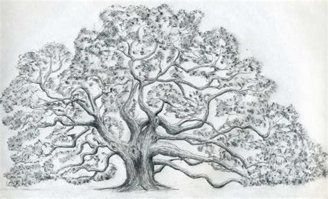 You can use a black pen(pencil this tutorial shows that even with a very basic easy drawing and simple color you can still end up with a. Draw An Oak Tree. Angel Oak Tree.