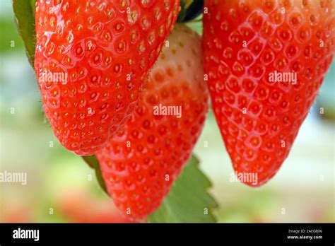 Strawberries Growing In Closeup Stock Photo Alamy