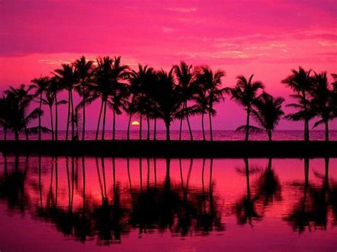 Lined Palms Of Anaehoomalu Bay Waikoloa Hawaii With Images Pink