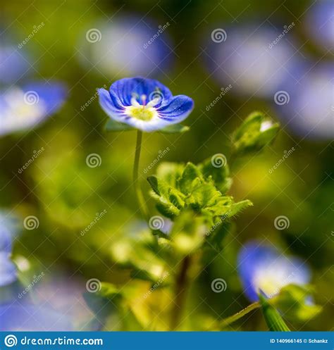 Little Blue Flowers On The Grass In Nature Stock Image Image Of Field
