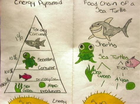 Sea Turtle Food Chain Diagram
