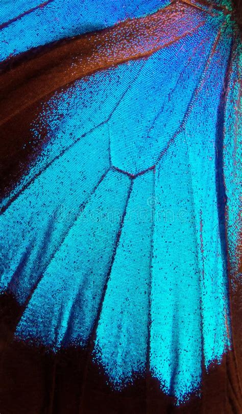 Wings Of The Butterfly Ulysses Closeup Stock Photo Image Of Blue