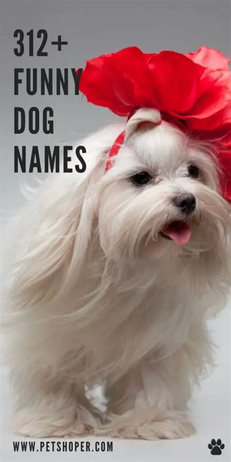 Funny Dog Names 312 For Male And Female Petshoper