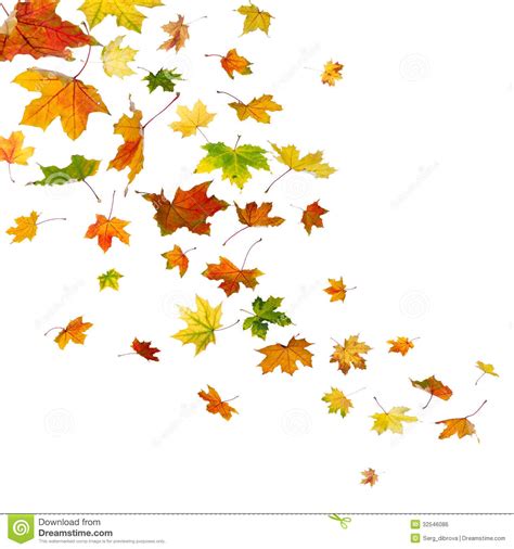 Maple Leaves Falling Royalty Free Stock Image Image 32546086