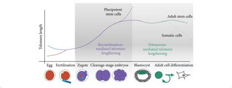 Schematic Of Telomere Length Reprogramming In Mammalian Embryonic Download Scientific Diagram