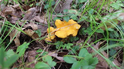 How To Find Chanterelle Mushrooms Habitat Environment Catskills