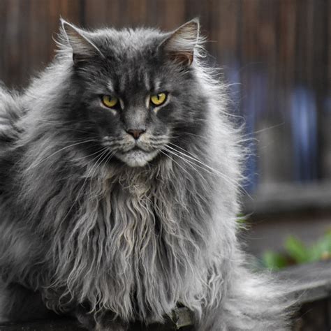 Gray And White Long Haired Cat