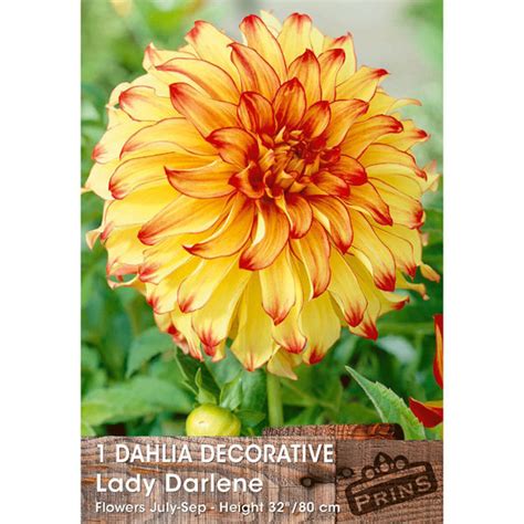 Dahlia Lady Darlene Tuber Kings Seeds