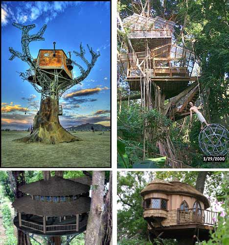 Most Amazing Tree Houses