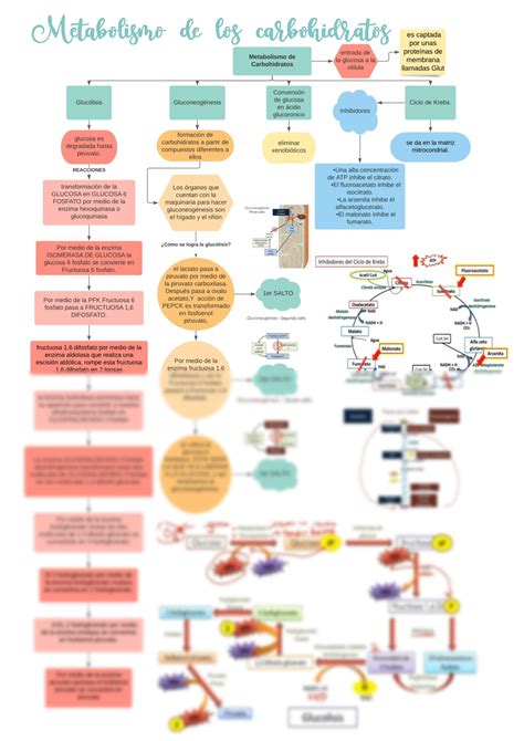 Solution Mapa Conceptual Metabolismo De Los Carbohidratos Studypool