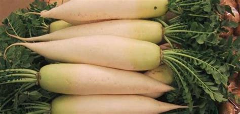 How To Grow Daikon Radishes Daikon Radishes Are Large Mildly Favored