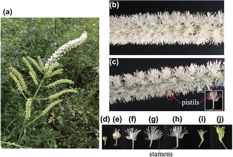 Seasonal Change Of Flower Sex Ratio And Pollinator Dynamics In Three