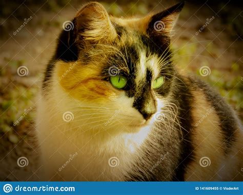 Beautiful Cat With Green Eyes Stock Image Image Of Clean Sunshine