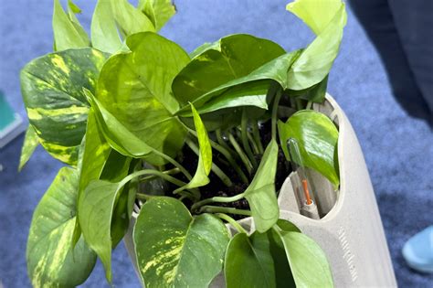 Neoplants shows off its Neo P1 bio-engineered air-purifying plant