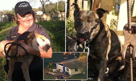 Twenty Six Pit Bull Terriers Rescued From Brutal Dog Fighting Ring