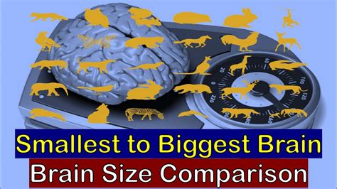 Smallest To Biggest Brain Brain Size Comparison Humans Vs Animals