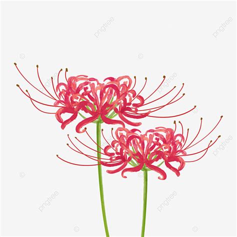 Japanese Flower Png Picture Red Japanese Flower Higan Flower