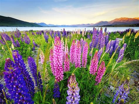 Flower images flower wallpaper spring images hd images nature. Lupinus Flowers In Various Colors, Desktop Background Hd ...