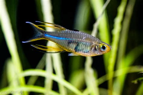 Marosatherina Ladigesi Celebes Rainbowfish Art Of Aqua